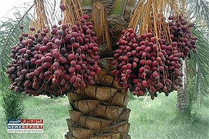خرما در قاب فرهنگ؛ آمادگی بافق برای جشنواره‌ای سه‌روزه