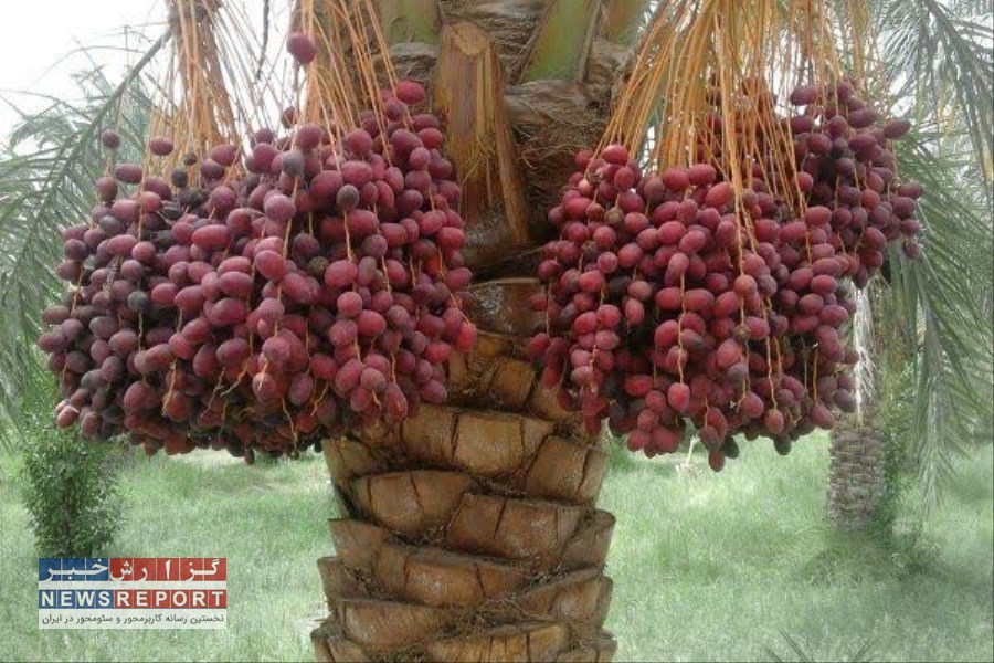 تصویر رییس جهاد کشاورزی بافق خبر داد:  افزایش ۱۰ درصدی برداشت خرما در بافق همزمان با آغاز جشنواره خرما
