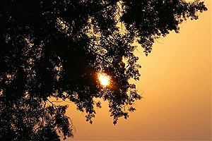 5 گیاه بومی کیش که طبیعت جزیره را خاص و دیدنی کرده‌اند