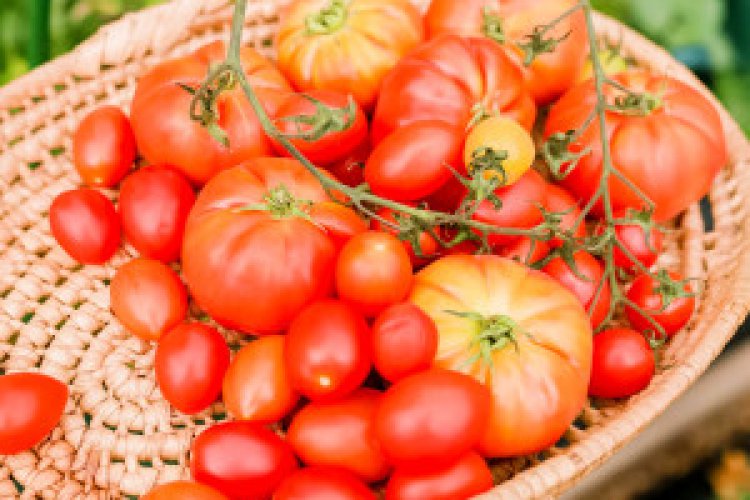 تصویر زندگی آموزش بذر گیری گوجه فرنگی در منزل
