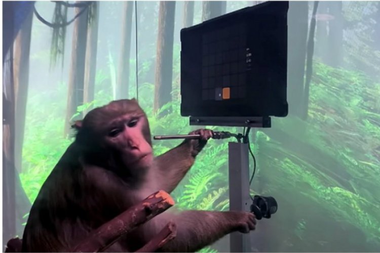 ایمپلنت مغزی نیورالینک و میمونی که بازی کامپیوتری می‌کند!