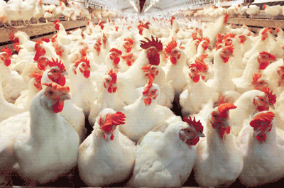 تصویر گرانی مرغ در روزهای آتی با کاهش تولید/ تامین نهاده‌های دامی کندتر شده است