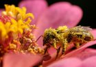 گرده افشانی بیشتر زنبورها با این عامل دوپینگی!