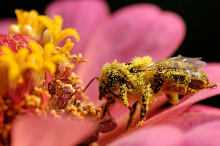 تصویر گرده افشانی بیشتر زنبورها با این عامل دوپینگی!