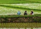 واسطه ها برنج را به چه قیمتی از کشاورزان خریداری می کنند؟