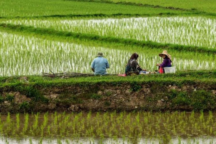 واسطه ها برنج را به چه قیمتی از کشاورزان خریداری می کنند؟