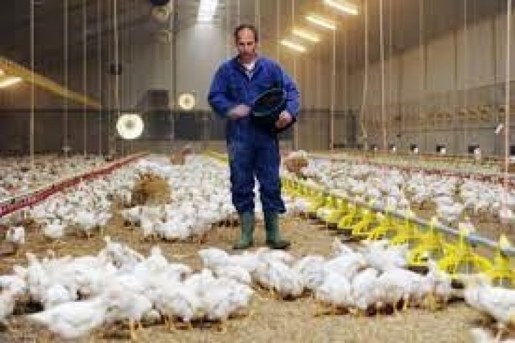 تصویر مرغ با قیمت کیلویی ۲۰ هزار تومان تصویب شد