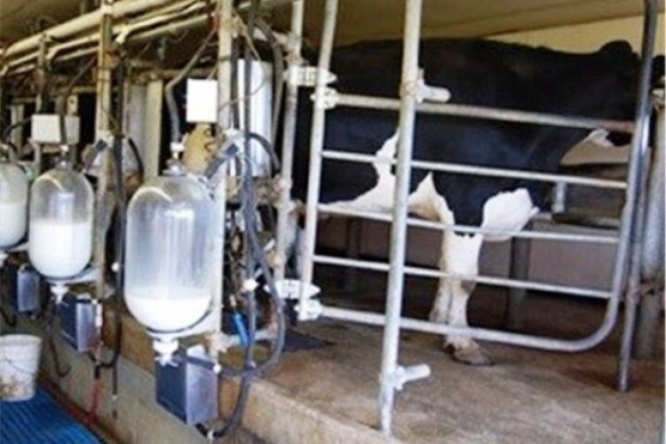 روزانه ۱۰۰ تن شیر در کازرون تولید می شود