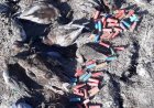 شناسایی عوامل شکار پرندگان وحشی در محدوده تالاب ارژن