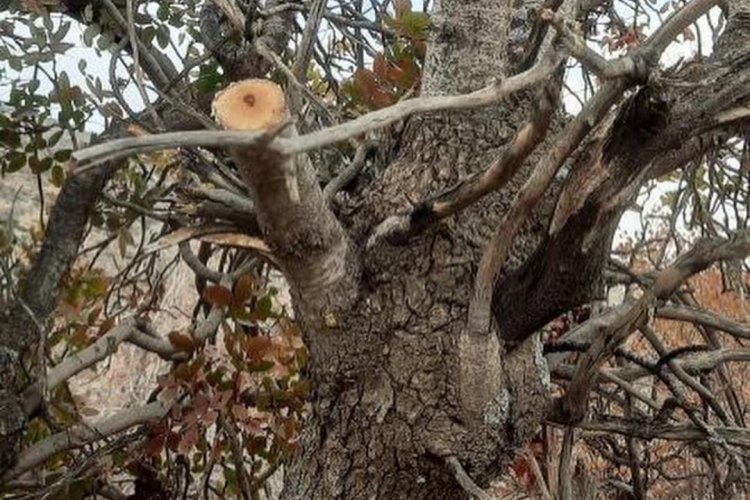 تصویر قطع سرشاخه درختان بنه در "مُله‌گاله" اتفاق نیفتاده است