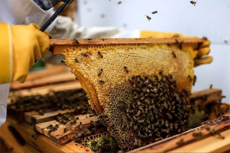 تصویر بیش از ۲ هزار تن عسل در فیروزآباد تولید شد