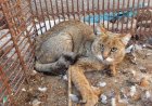 رها سازی یک فرد گربه جنگلی همزمان با روز جهانی حیات وحش در داراب