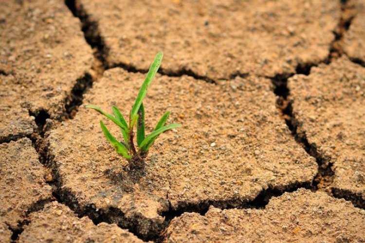 تصویر امهال اصل تسهیلات خسارت دیدگان از خشکسالی