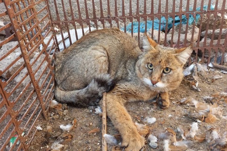 تصویر رها سازی یک فرد گربه جنگلی همزمان با روز جهانی حیات وحش در داراب