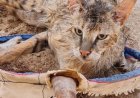 نجات گربه جنگلی از استخر آب ذخیره کشاورزی