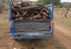 کشف سه مورد تخلف قطع درختان جنگلی در شهرستان شیراز