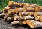 توقیف محموله یک‌هزار کیلوگرمی چوب غیر مجاز در شهرستان خفر
