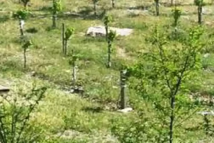 تصویر اجرای حکم قلع و قمع درختان غیر مجاز در اراضی ملی تنگ کرم شهرستان فسا