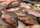 تولید بیش از 1500 تن ماهی گرمابی در فارس