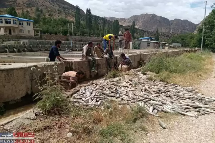 تصویر سیل به مزارع پرورش ماهی فارس خسارت 237 میلیارد ریالی وارد کرد