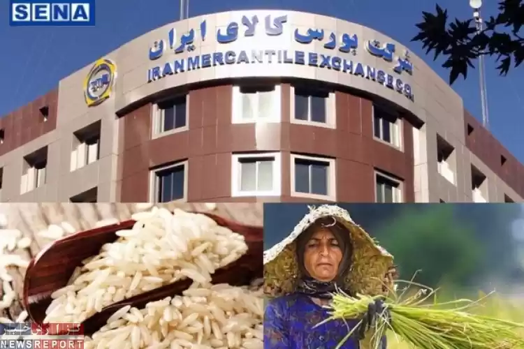 تصویر فروش برنج کشاورزان بدون واسطه در بورس کالا