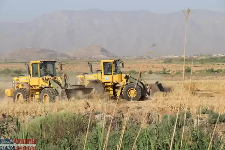 تخریب مزارع آلوده گندم و جو حومه شیراز