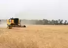 آغاز برداشت گندم در مزارع کوار