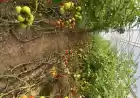 صادرات گوجه فرنگی گلخانه‌ای در شهرستان کوار 