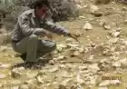 نجات یک مارمولک آگاما صخره ای از چاه کشاورزی در شهرستان استهبان با دستان پرتلاش محیط بانان