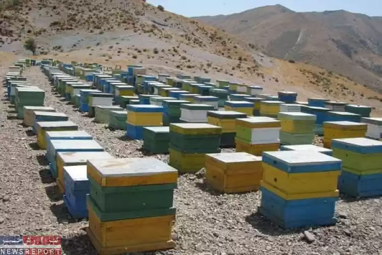 ادامه استقرار زنبورستان ها در سپیدان
