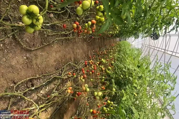 صادرات گوجه فرنگی گلخانه‌ای در شهرستان کوار 