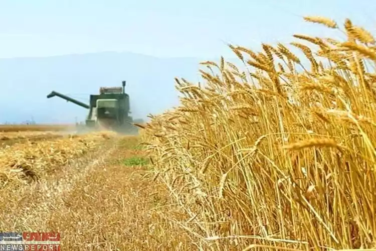 تصویر برآورد تولید ۱۰۰ هزار تن گندم در خرامه