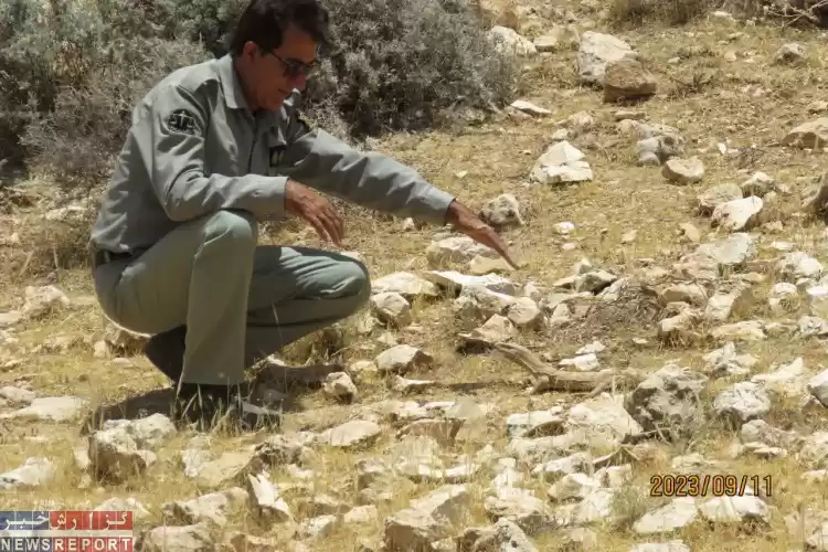 نجات یک مارمولک آگاما صخره ای از چاه کشاورزی در شهرستان استهبان با دستان پرتلاش محیط بانان